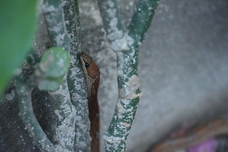 A small brown snake with black eyes is partially hidden behind a green plant stem covered in white powder, possibly mildew or fungus, in a natural outdoor setting.の写真素材