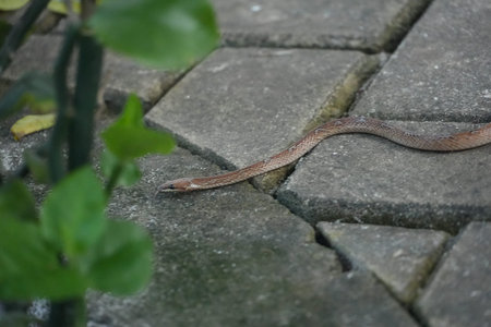 A small brown snake is seen slithering across a gray paved surface, possibly a sidewalk or patio,...