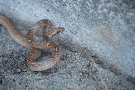 A small brown snake with white markings is coiled on a gray rocky ground, its body curved in a...