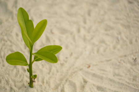 A small green plant sprout grows in the sand on a beach, with bright leaves and a thin stem,...