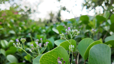 Delicate purple flower buds emerge from lush green foliage in a vibrant natural setting.