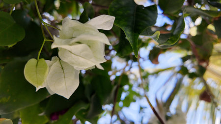 Pristine white bougainvillea flowers with fresh green leaves stand out against a blurred sky.