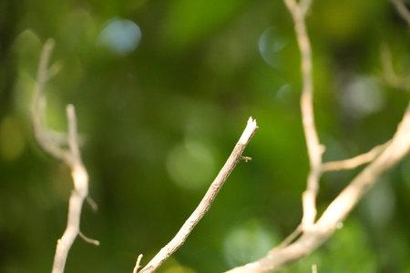 Light brown bare branches reach outwards against a soft green bokeh background.