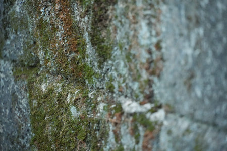 Intricate green moss and lichens grow on a textured weathered stone wall.の写真素材