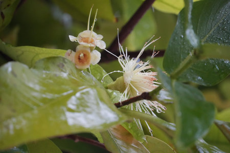 Tiny delicate white and yellow flowers emerge among vibrant green leaves in close-up.