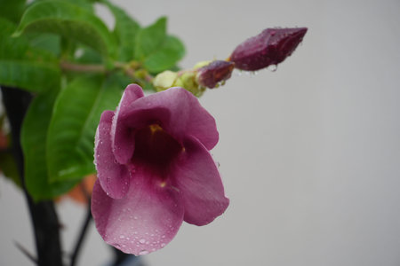 A beautiful purple flower with water droplets glistens after rain.