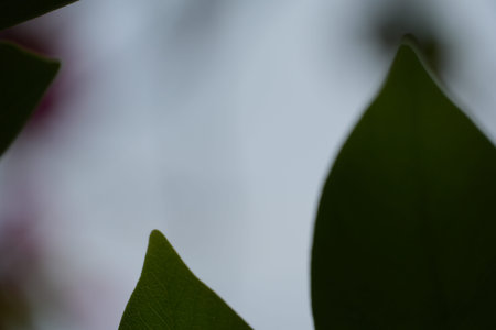 Dark green leaves frame a soft, blurred background on a bright day.の写真素材