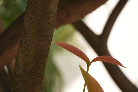 A tender new shoot with reddish leaves emerges from a tree branch.