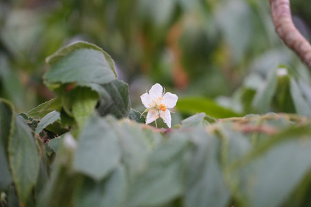 A delicate white flower with a yellow center blooms amidst lush green foliage.