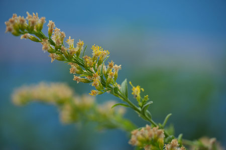 A slender yellow flowering plant branch extends horizontally across a serene blue blurred...