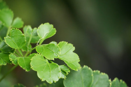 Fresh green leaves with delicate serrated edges grow vibrantly on a plant branch.