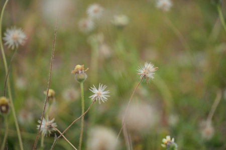 A field of small, fluffy white wildflowers gently sways in soft focus.