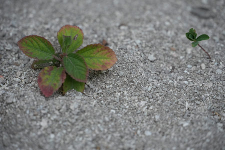 Two resilient small green plants sprout from a bed of gravel and pebbles.