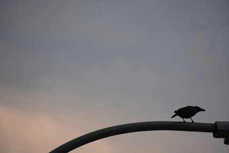 A lone bird in silhouette observes the world from a street lamp.