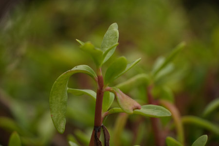 A healthy green succulent plant stands upright with clear, defined leaves.