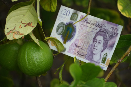 A twenty pound note is displayed next to fresh green limes on a branch.の写真素材