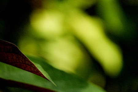 A close-up of vibrant green leaves, one with a distinct reddish edge, against a softly blurred...