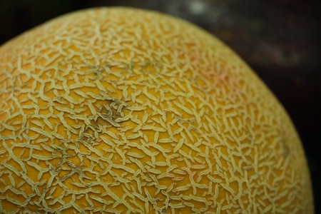 A close-up photo of a ripe yellow cantaloupe melon