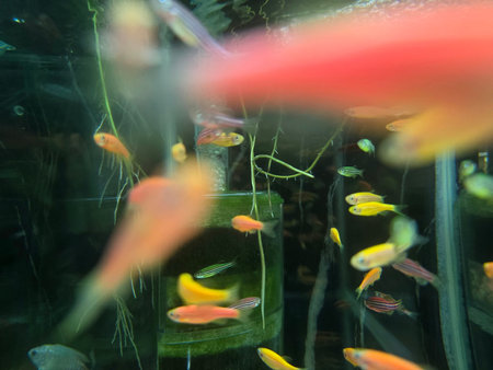 A vibrant aquarium featuring neon tetra fish swimming among lush plants