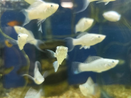 A school of small white fish swimming in a clear aquarium with plants