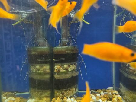 Goldfish swimming around a filter system in an aquarium