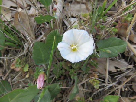 Convolvulus arvensisの写真素材
