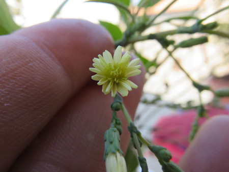 Flowerの写真素材