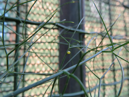 Papilio Machaon Egg (Butterfly)の写真素材