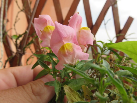 Pink pollen glower with leavesの写真素材