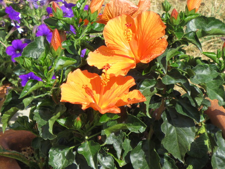 Orange hibiscus flowerの写真素材