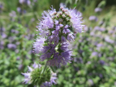 Purple Flowerの写真素材