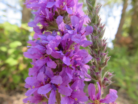 Purple Flowerの写真素材