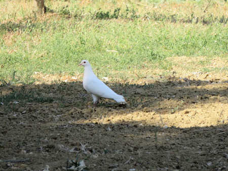 Birdの写真素材
