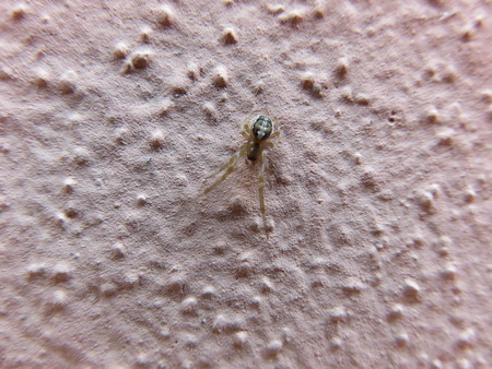Spiderの写真素材
