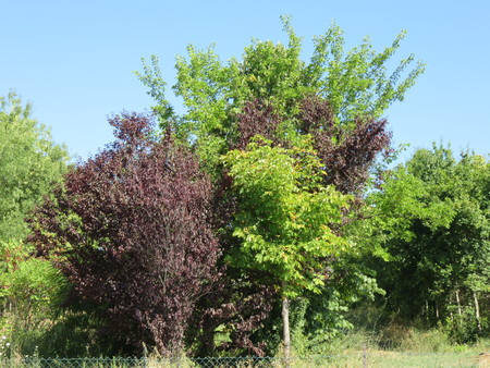 Nature trees environmentの写真素材