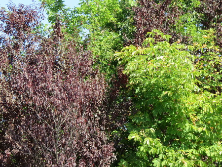 Nature trees environmentの写真素材