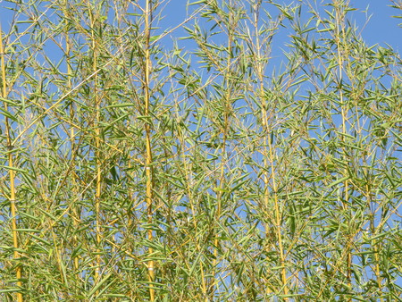 Bamboo Caneの写真素材