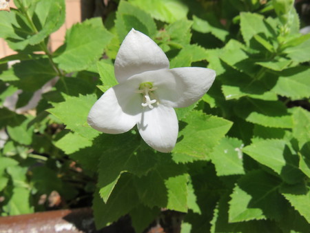 Flowerの写真素材