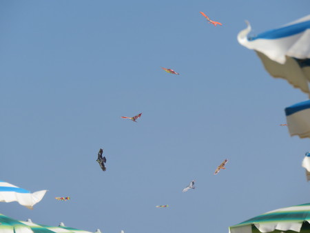 Kites flying on the sky.の写真素材