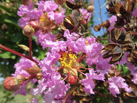 Flowerの写真素材
