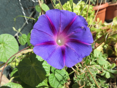 Flowerの写真素材