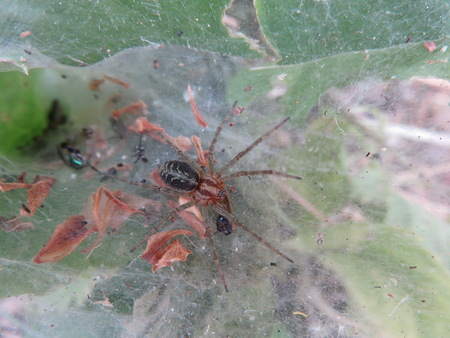 Tegenaria Parietinaの写真素材