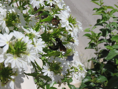 Xylocopa violaceaの写真素材