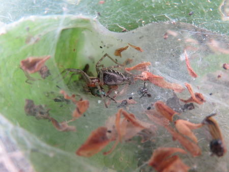 Tegenaria Parietinaの写真素材