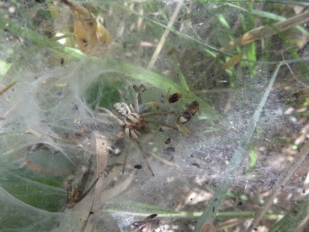 Tegenaria Parientinaの写真素材