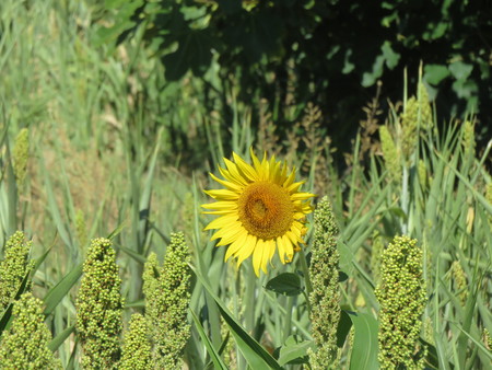 sunflower in the fieldの写真素材