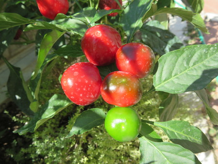 Peppers plantの写真素材