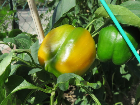 Peppers plantの写真素材