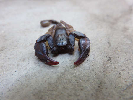 My zodiac sign is also in beautiful but poisonous insect here in the resting position photographed in macroの写真素材