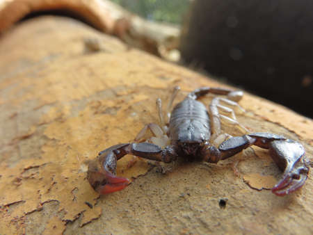 The scorpion is one of the most dangerous insects because of the poison it has and resurrects with the sting it has on its tailの写真素材